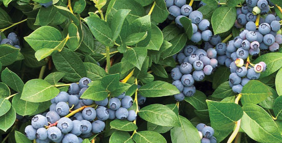 Oversize Top in Blueberry – Olloum