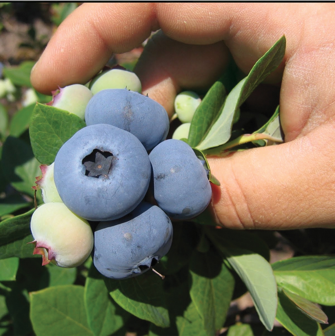 New Hanover Blueberries Fall Creek Nursery Plants. Varieties. Farming.