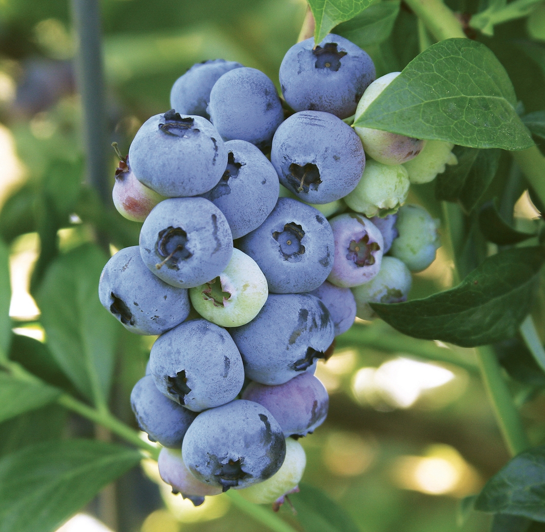 Blueray berries