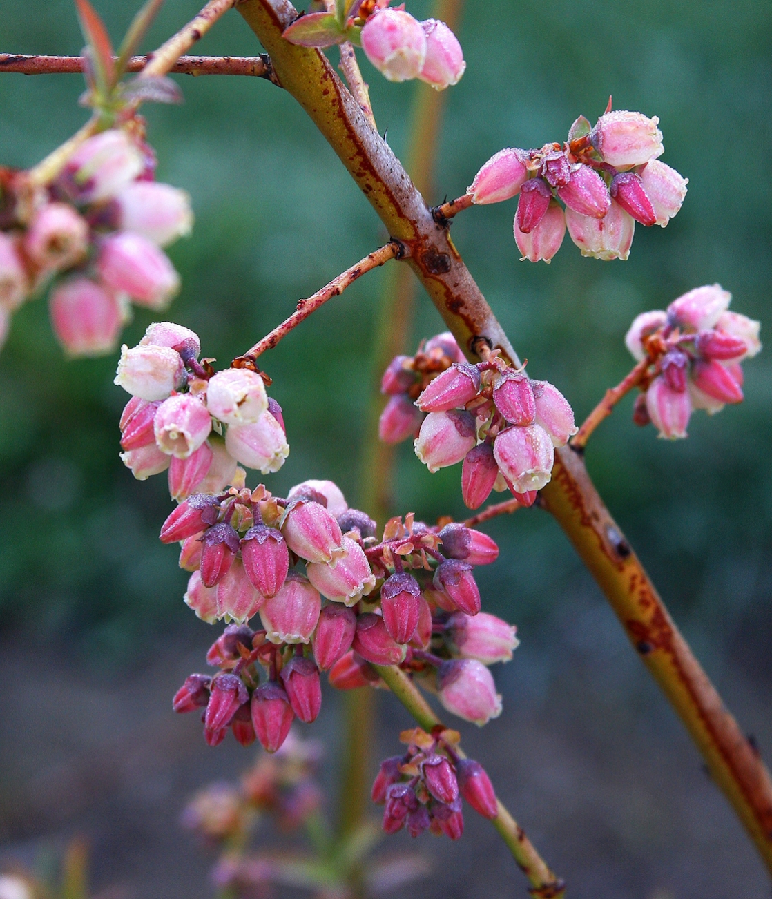 Blueray blooms c