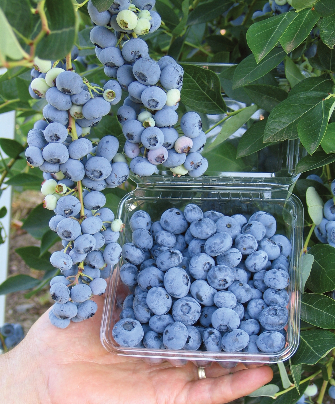 Liberty Blueberries @ Fall Creek Nursery | Plants. Varieties. Farming.